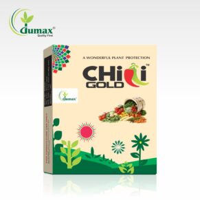 Chilli Gold