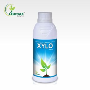 Xylo