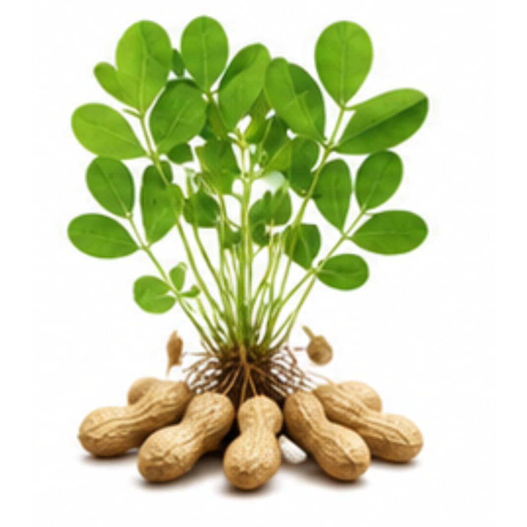 groundnut